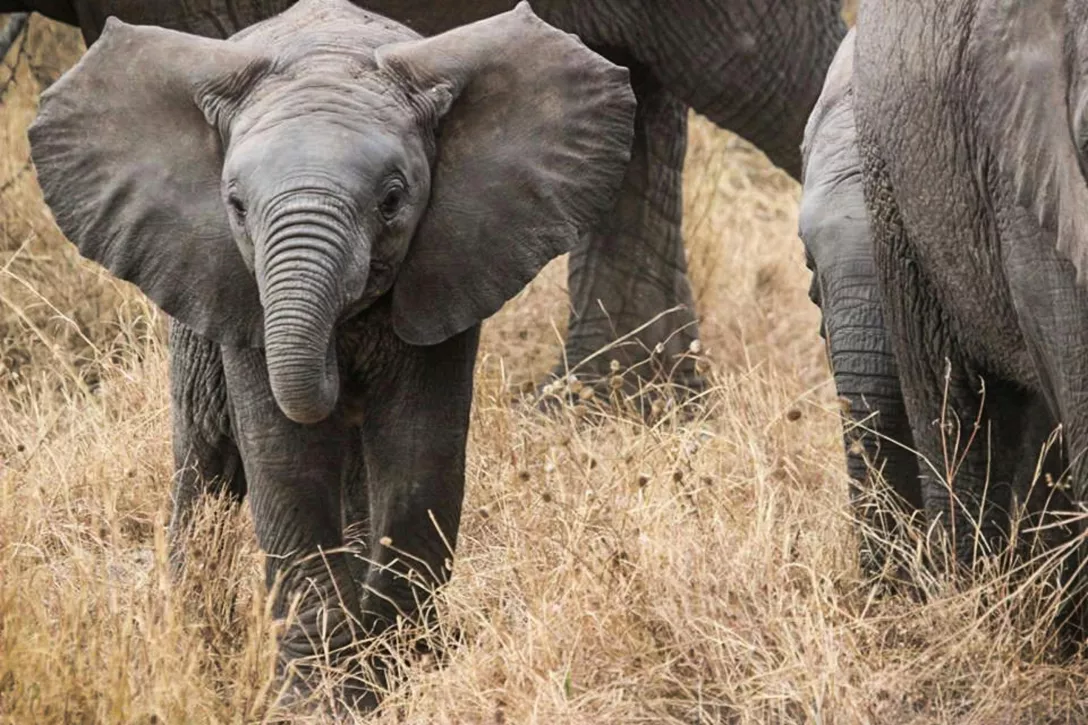 elephant
